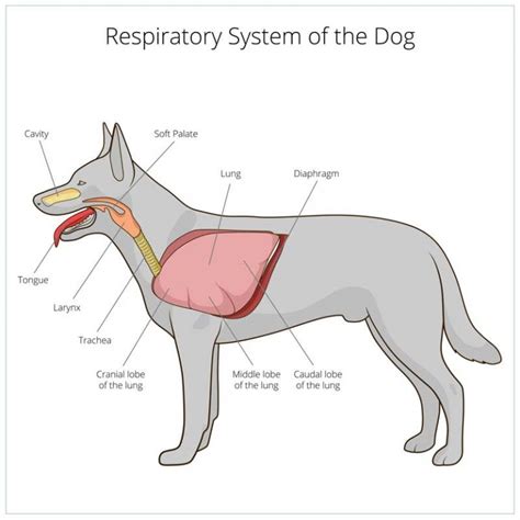 Dog with respiratory issues